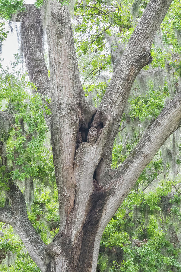 Barred Owl in her Castle by Georgia Wilson Barred Owl in her Castle by Georgia Wilson