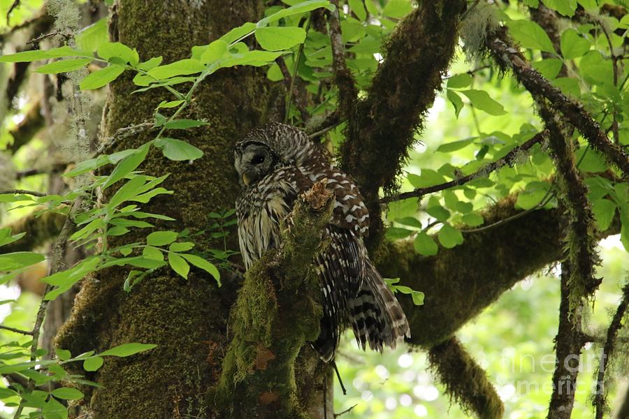 Barred Owl in Mossy Tree Digital Art by Nick Gustafson