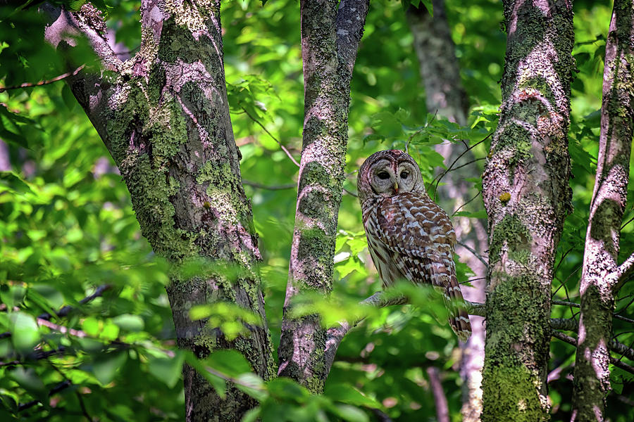 Owl Photograph - Barred Owl in Sieur Du Monts by Rick Berk