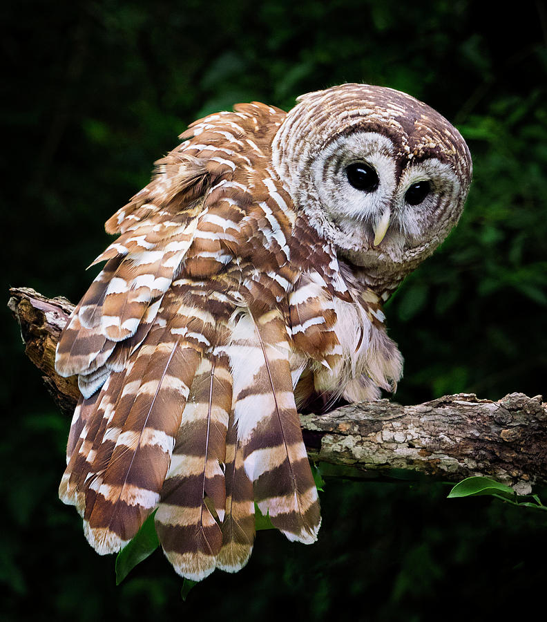 Barred Owl in Texas Photograph by Denise Saldana