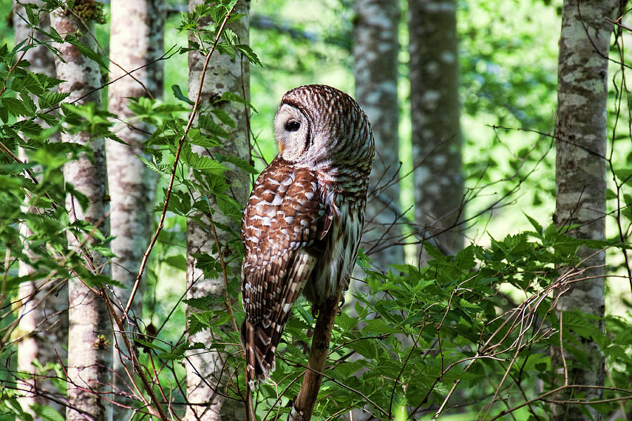 Barred Owl in the Alder Tree Forest Photograph by Peggy Collins