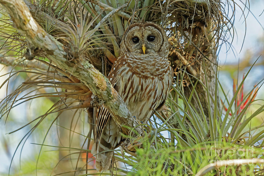 Barred Owl in The Everglades Photograph by Natural Focal Point Photography
