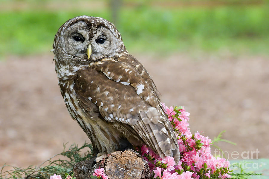 Barred Owl In The Flowers Photograph