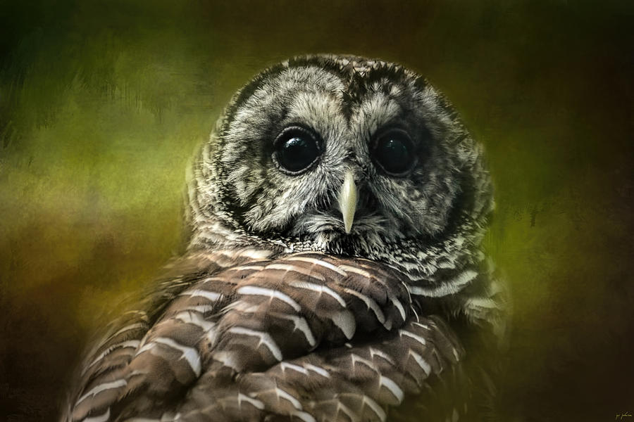 Bird Photograph - Barred Owl In The Grove by Jai Johnson