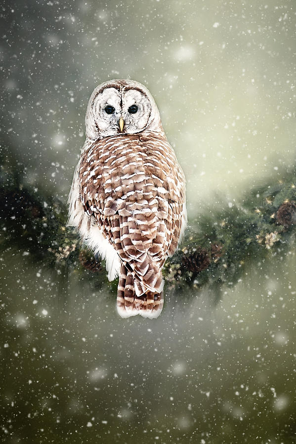 Barred Owl in the Snow Photograph by Gwen Gibson