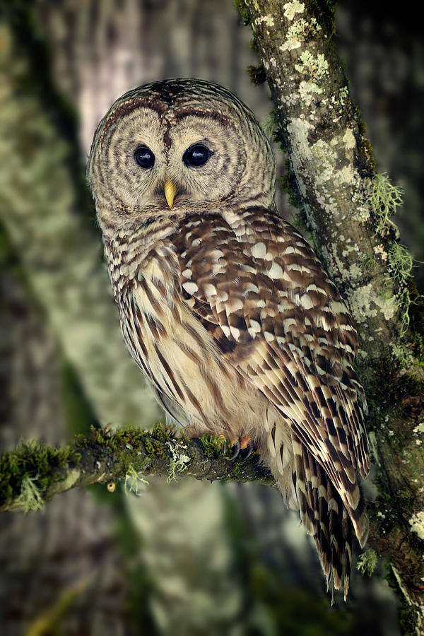 Barred Owl in the Trees Photograph by Inge Riis McDonald