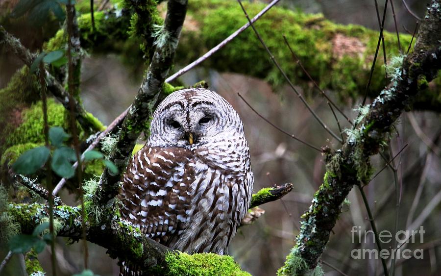 Barred Owl in the Wetlands Digital Art by Nick Gustafson