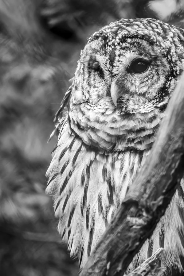 Barred Owl in Thought  Photograph by Tracy Winter