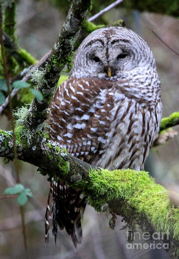 Owl Photograph - Barred Owl in Tree by Nick Gustafson