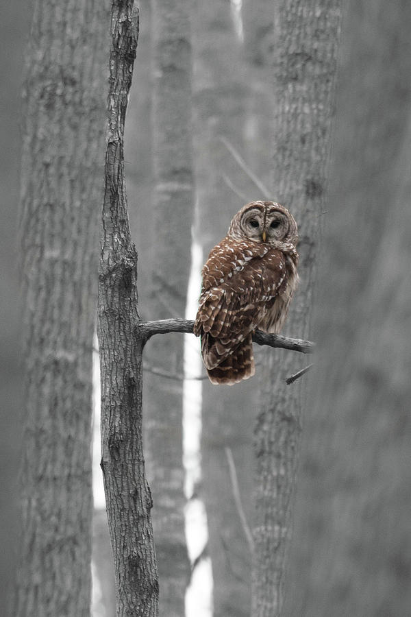 Barred Owl in Winter Woods #1 Photograph by Paul Rebmann