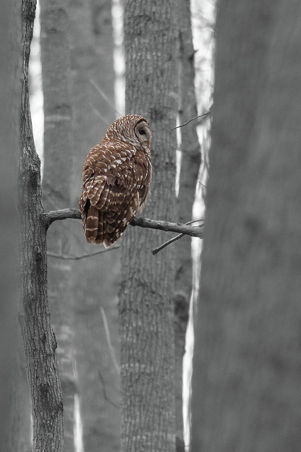 Barred Owl In Winter Woods #2 Photograph