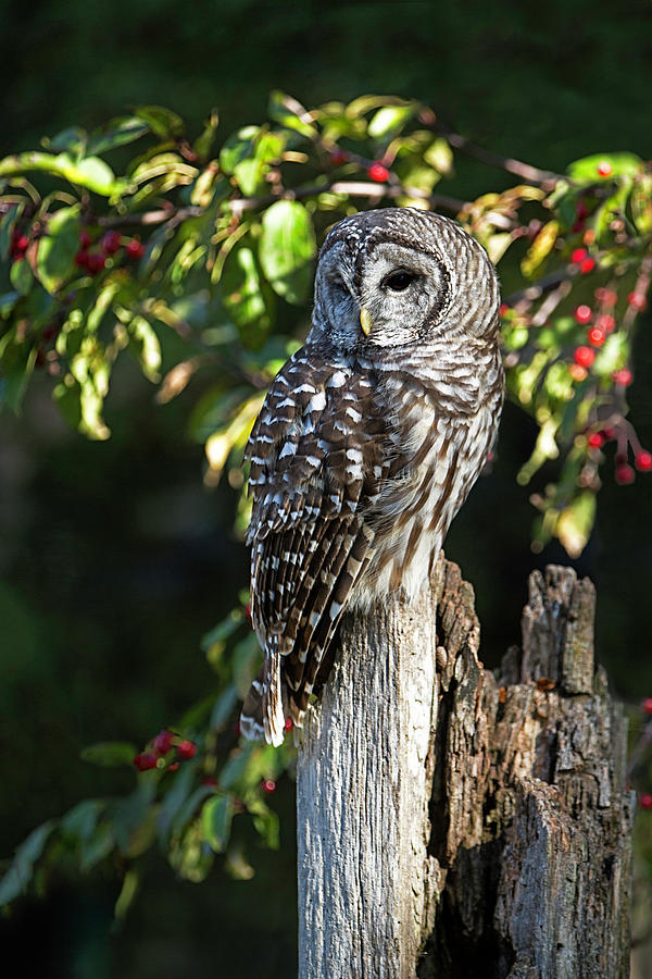 Barred Owl Photograph by Jackie Sajewski