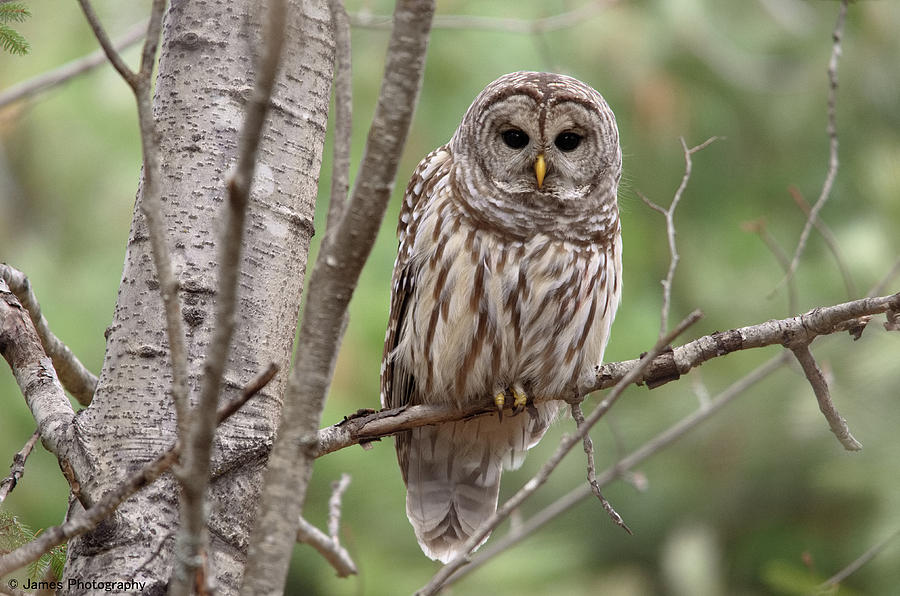 Barred Owl Photograph by James Petersen