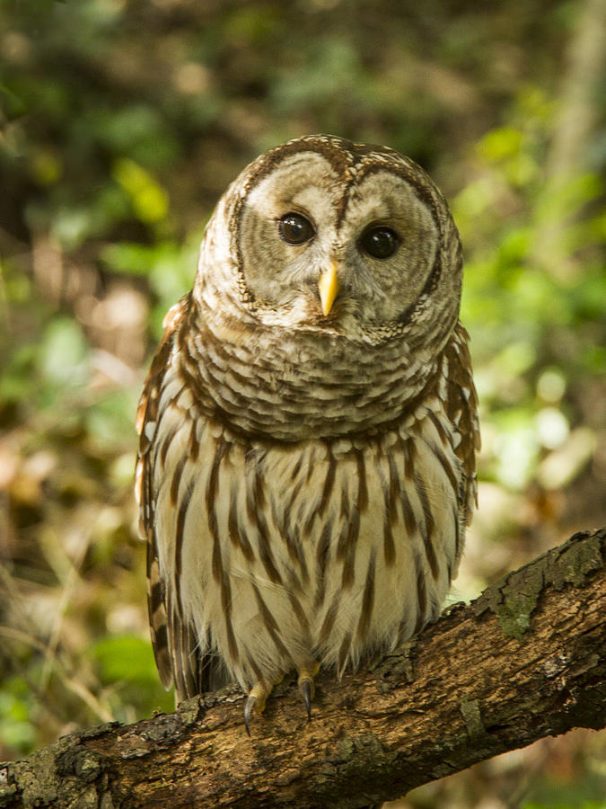 Barred Owl Photograph by Jean Noren