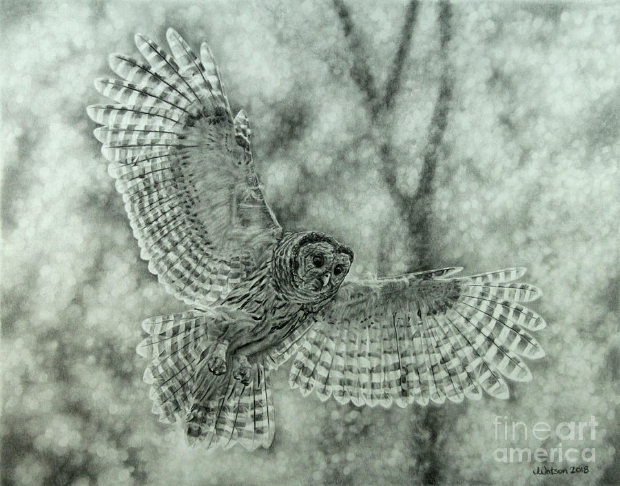 Barred Owl Drawing by Jennifer Watson