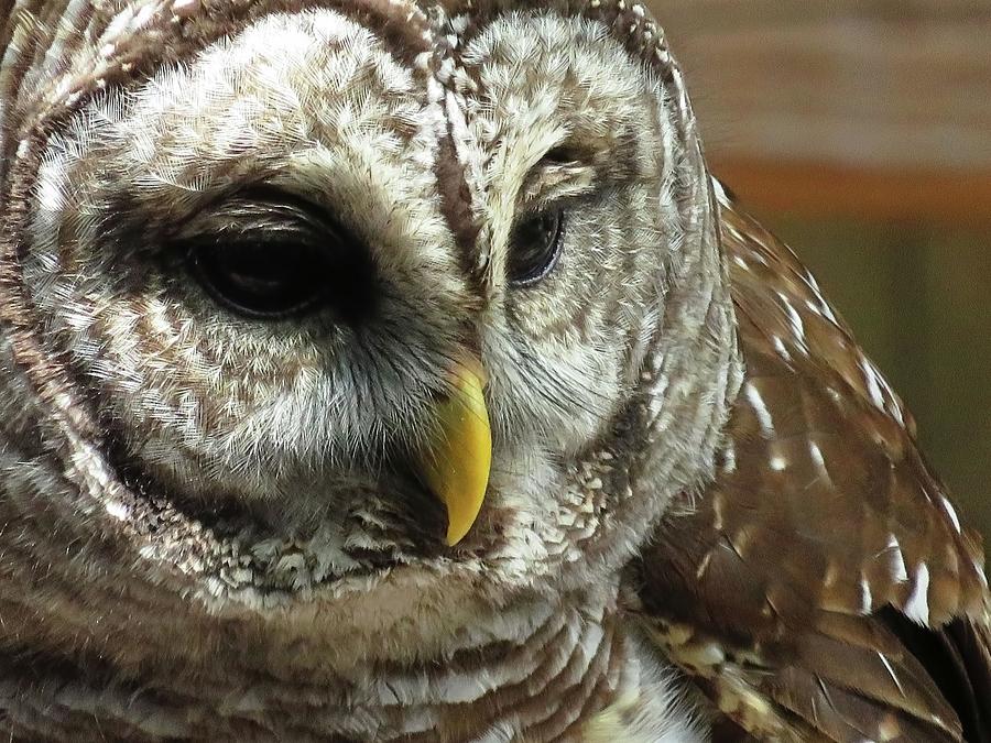 Barred Owl Photograph by Jennifer Wheatley Wolf