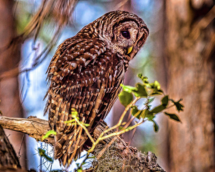 Barred Owl Photograph by Joe Granita