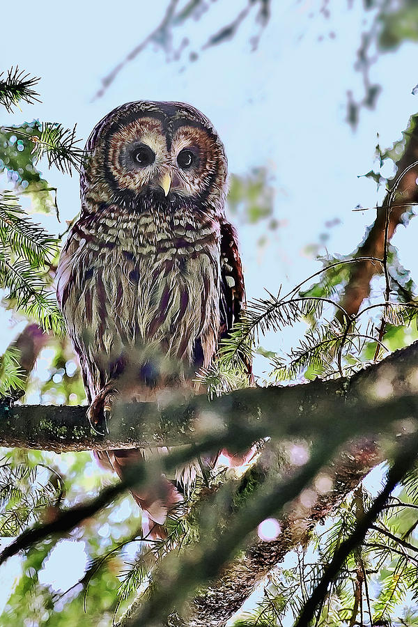 Barred Owl Photograph by John Christopher