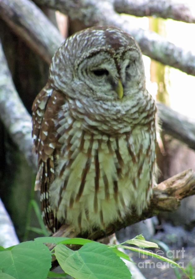 Barred Owl Photograph by Julia Stubbe