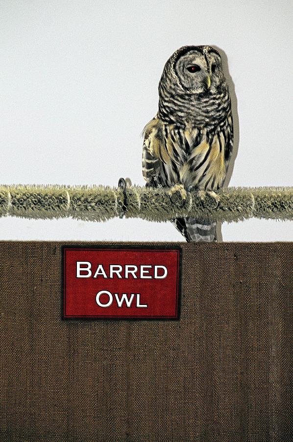 Barred Owl Photograph by Karl Rose