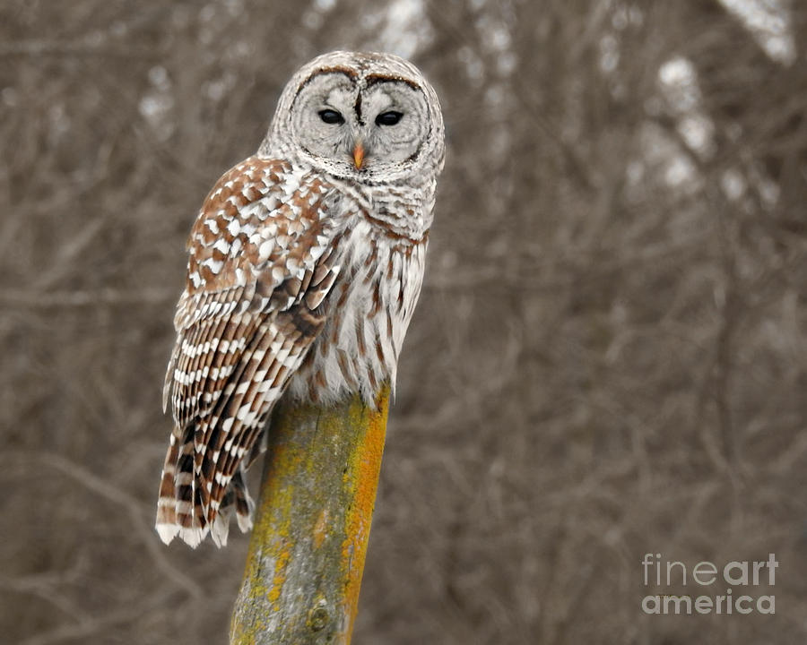 Barred Owl Photograph by Kathy M Krause
