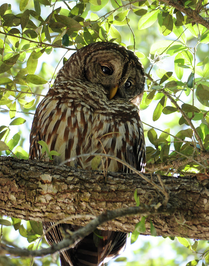 Barred Owl Photograph by Keith Lovejoy