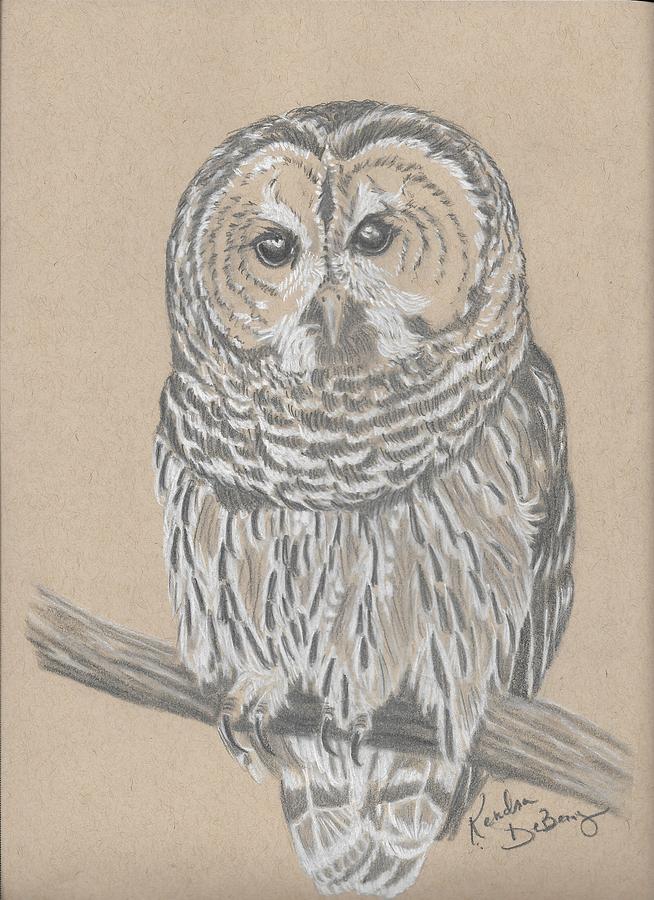 Barred Owl Drawing By Kendra Deberry 