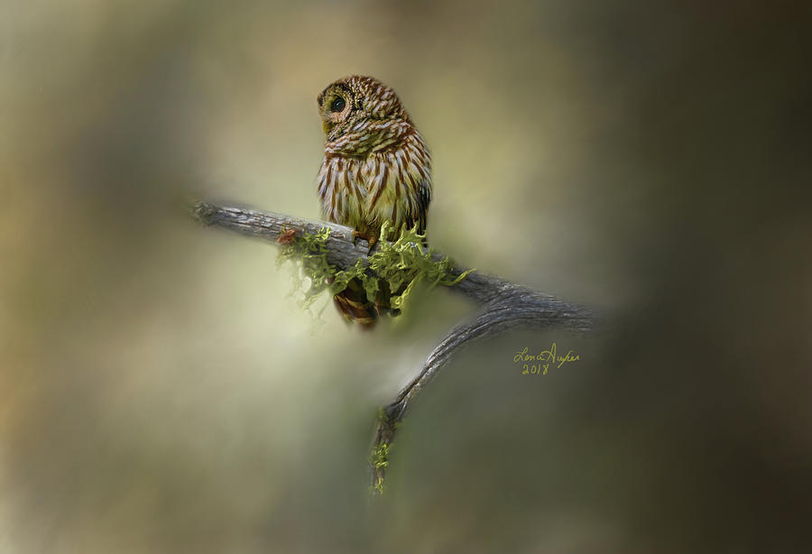 Barred Owl Digital Art by Lena Auxier