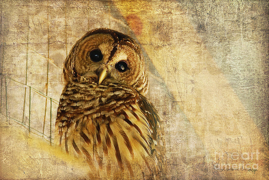 Owl Photograph - Barred Owl by Lois Bryan