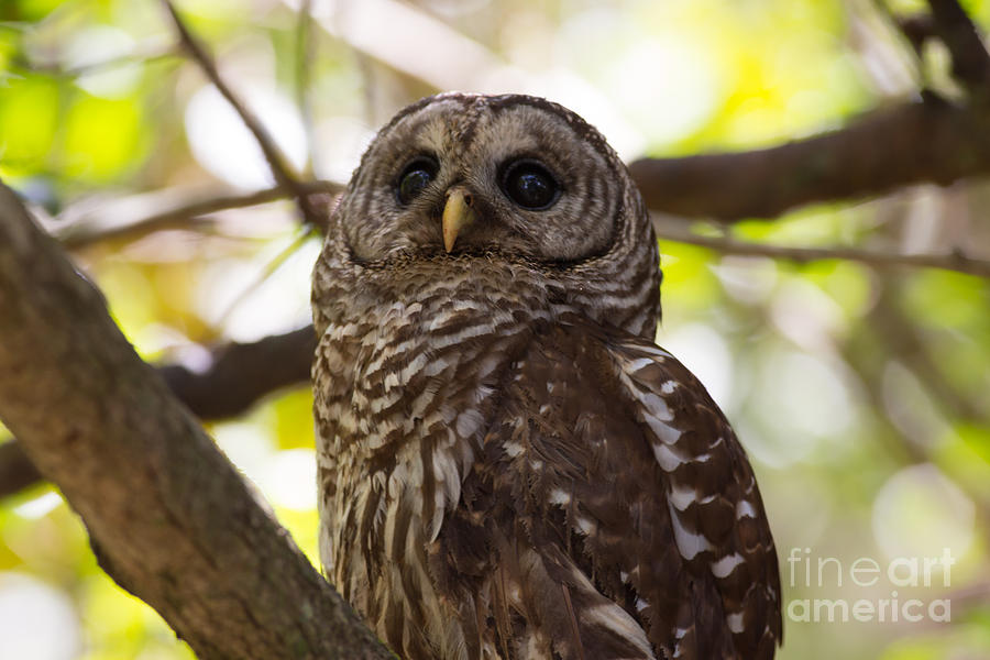 Barred Owl Looking Up Into the Canopy Photograph by Natural Focal Point Photography