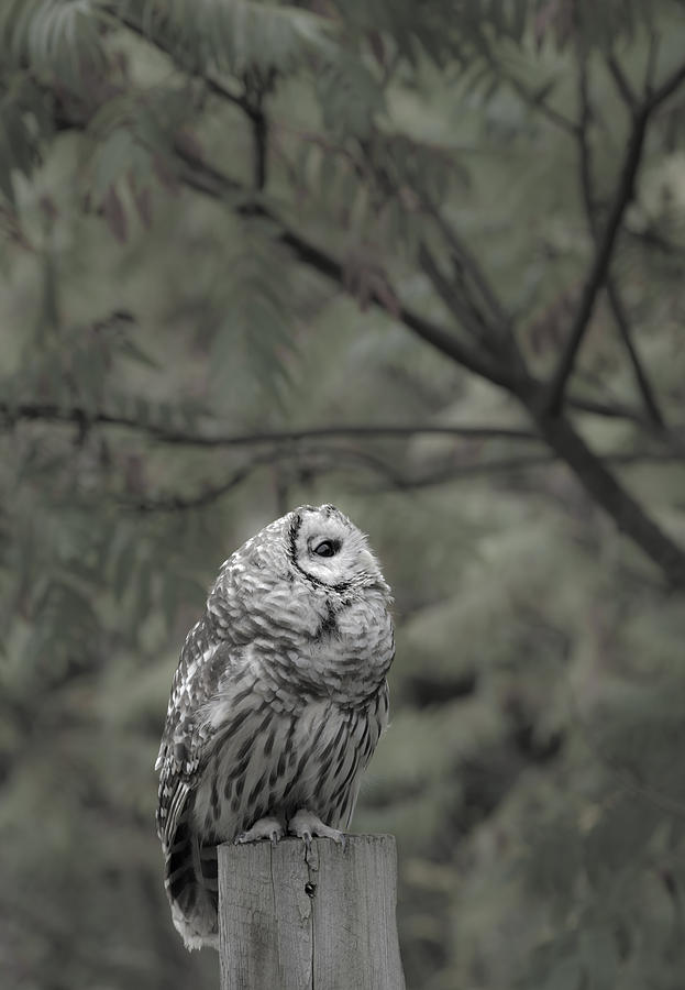 Barred Owl Looking Up Photograph by Tracy Winter