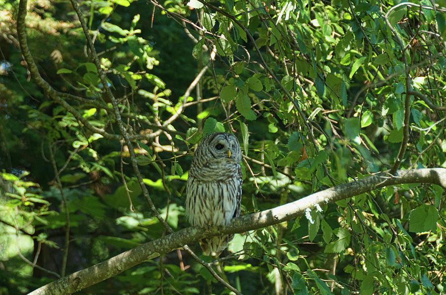 Barred Owl Photograph by Marilyn Wilson