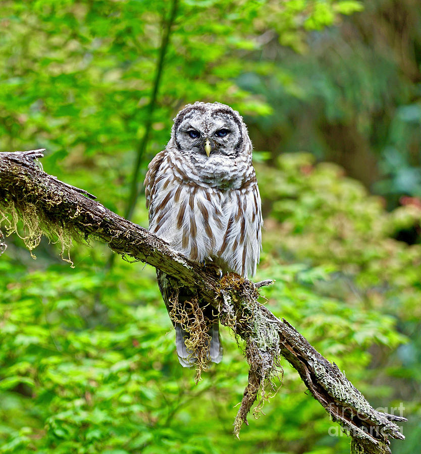 Barred Owl Photograph by Michael Cinnamond
