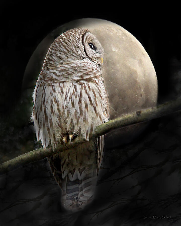 Owl Photograph - Barred Owl Moon Glow by Jennie Marie Schell