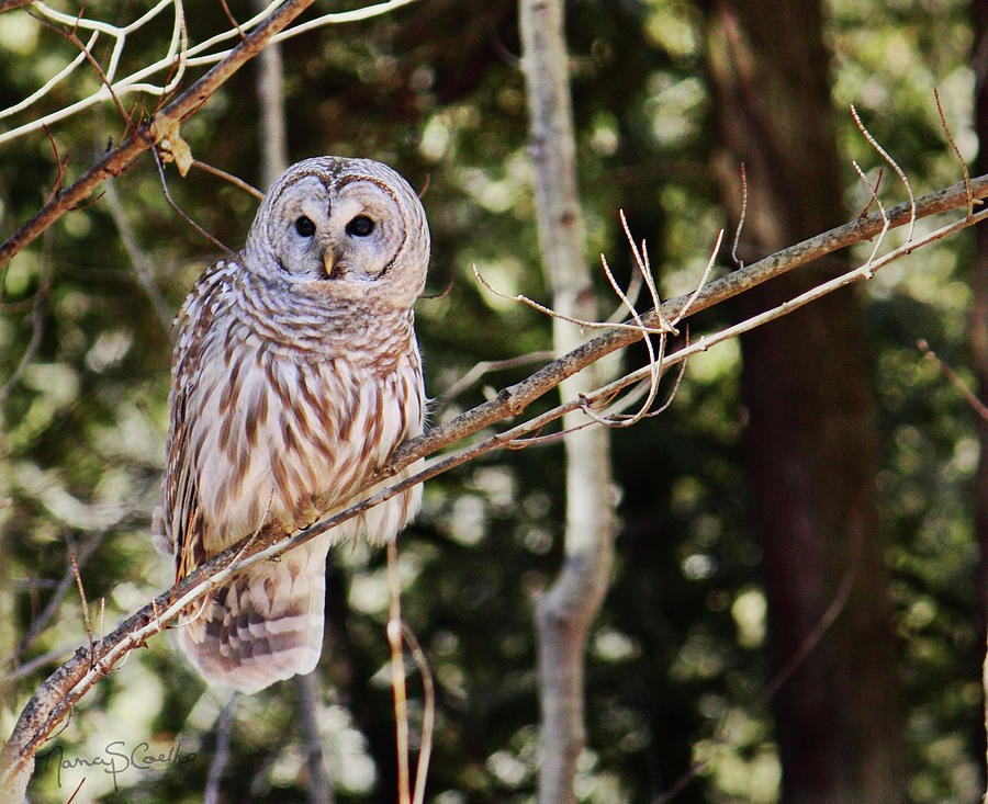 Barred Owl Photograph by Nancy  Coelho
