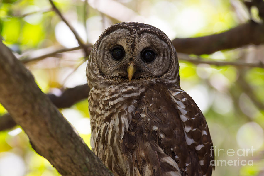 Wildlife Photograph - Barred Owl  by Natural Focal Point Photography
