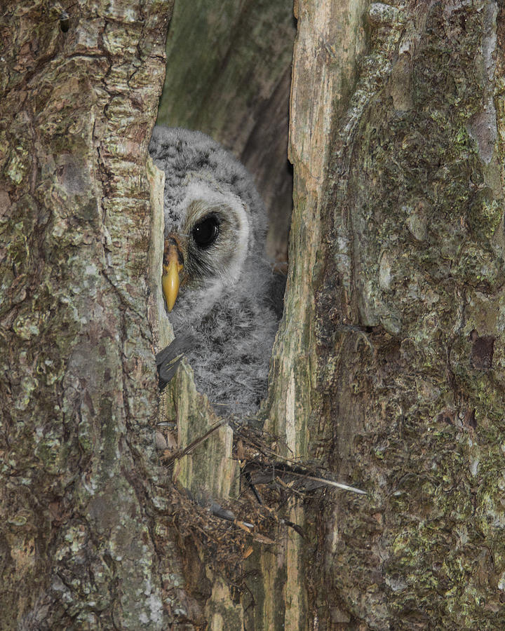 Barred Owl Nestling Photograph By Christopher Ciccone | Fine Art America