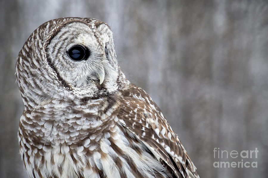 Barred Owl No. 2 Photograph by Angie Rea