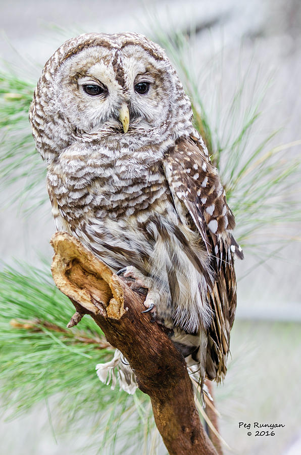Barred Owl on a Branch Photograph by Peg Runyan