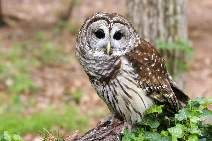 Barred Owl on a Log Photograph by Jill Lang