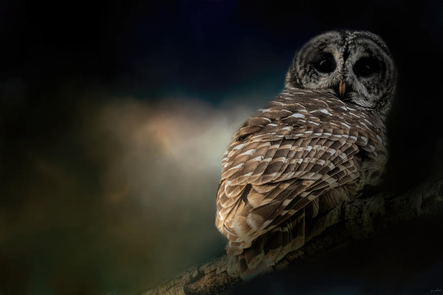 Barred Owl On A Winter Night Photograph by Jai Johnson