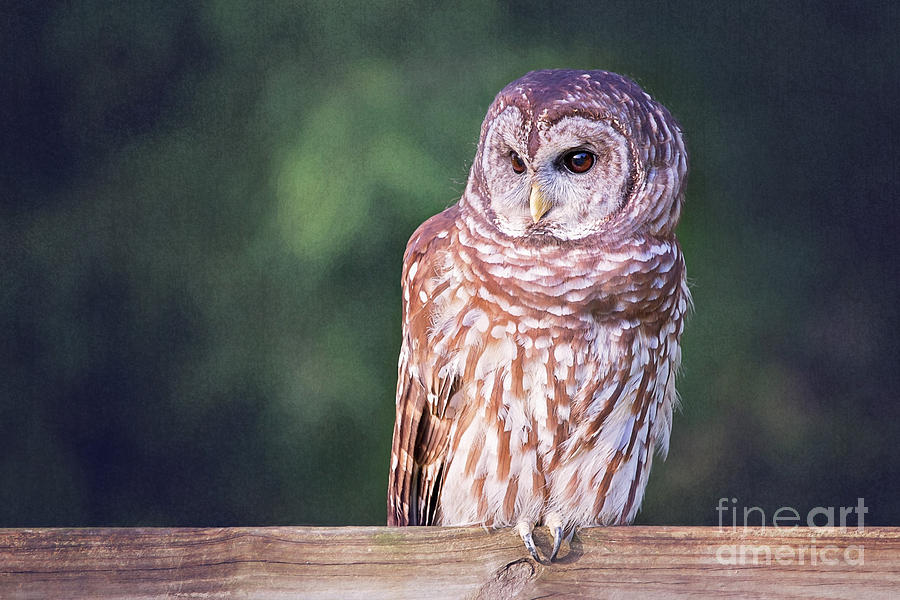 Barred Owl On Fence Photograph by Sharon McConnell