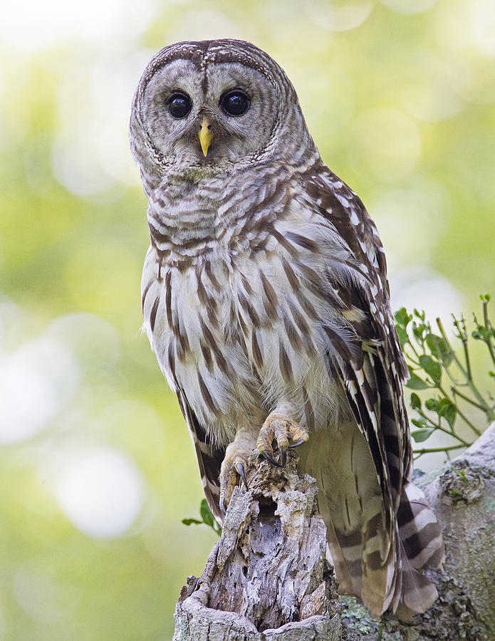 Barred Owl On Stump Photograph by Larry Hitchens