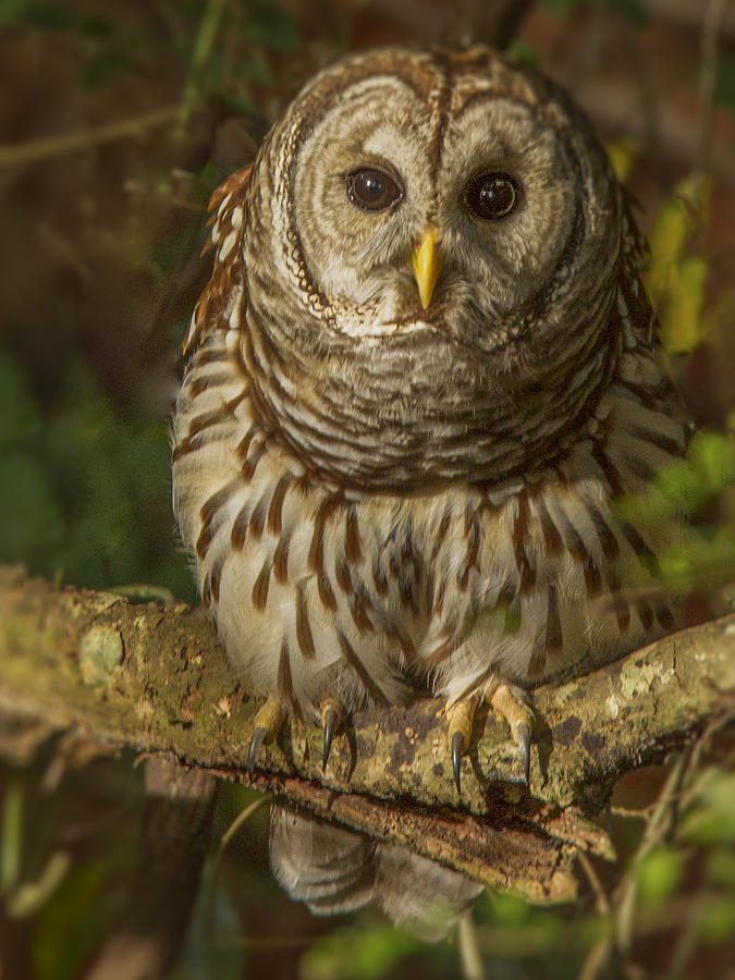 Barred Owl on the alert Photograph by Jean Noren