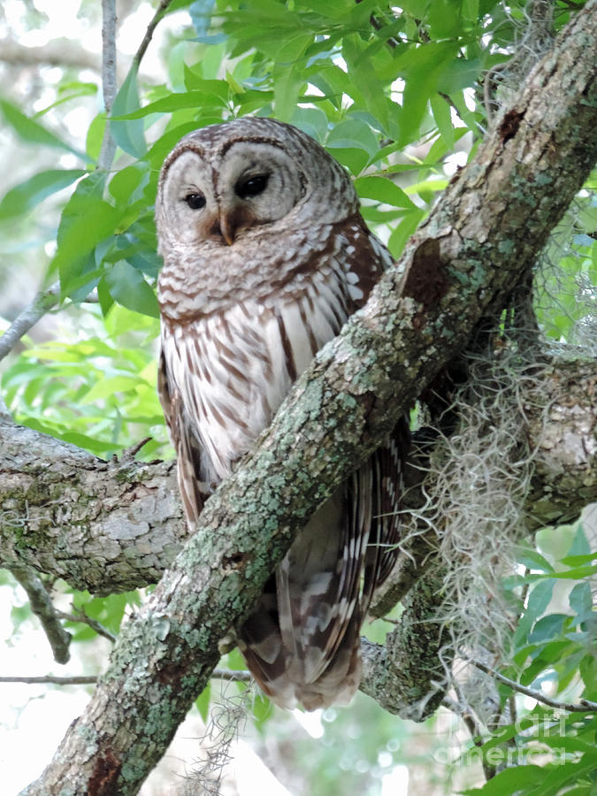 Owl Photograph - Barred Owl on the Hunt by Jimmie Bartlett