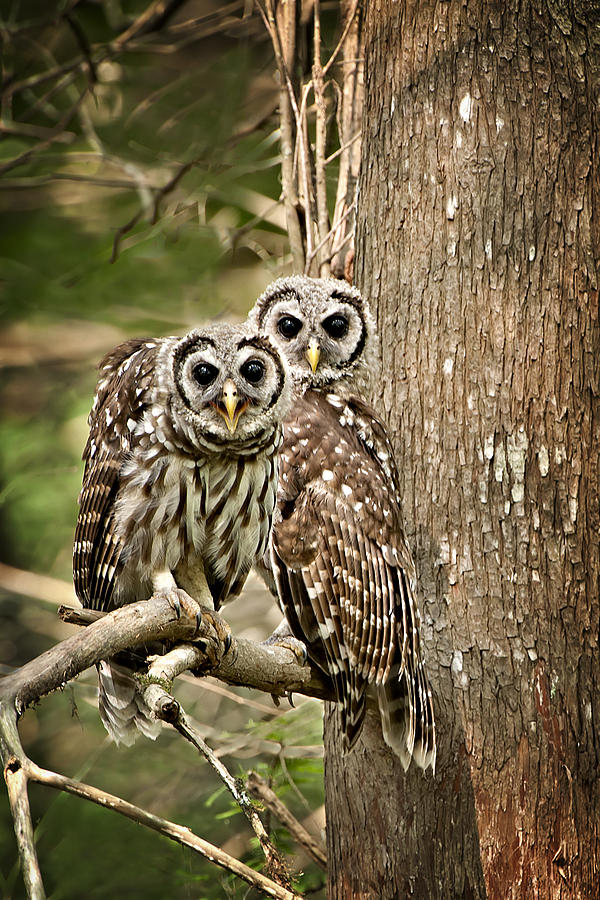 Barred Owl Pair Photograph by Bonnie Barry
