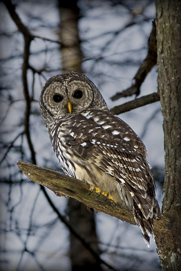 Barred Owl Photograph by Patricia Montgomery