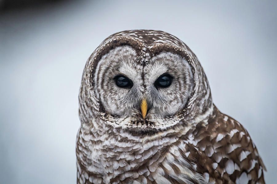 Barred Owl Photograph by Paul Freidlund
