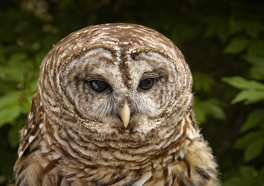 Barred Owl Photograph by Peg Runyan