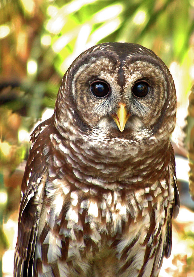 Barred Owl Photograph by Peggy Urban